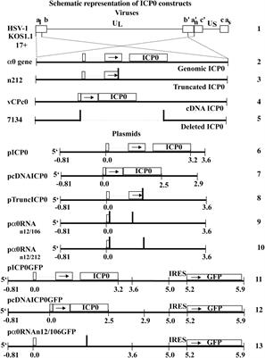 Comparison of HEp-2 and Vero Cell Responses Reveal Unique Proapoptotic Activities of the Herpes Simplex Virus Type 1 α0 Gene Transcript and Product